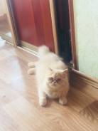 Персидская кошка.