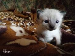 Тайская кошка.