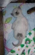 Британская кошка.