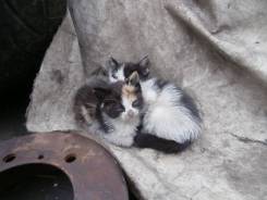 Кошки.