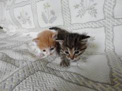 Отдам котят-метисов! Прекрасные и пушистые! 2 котика и 2 кошечки!