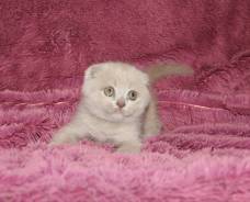 Шотландская вислоухая кошка.