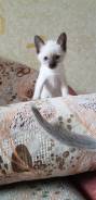 Тайская кошка.