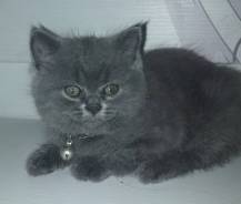 Шотландская прямоухая кошка.