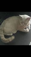 Гостиница для кошек