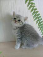 Британская кошка.