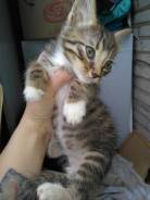 Котёнок