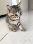 Британская кошка.