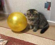 Шотландская вислоухая кошка.