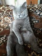 Шотландская кошка.