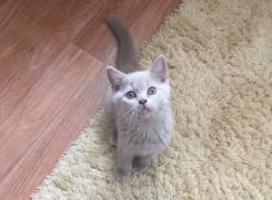 Британская кошка.