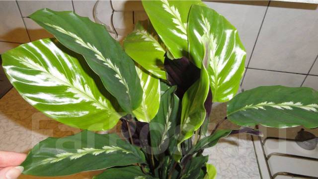 Калатея Луизы (Calathea louisae