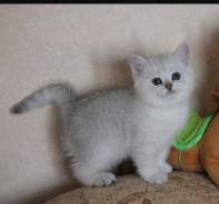 Британская кошка.