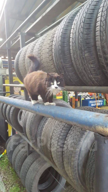 Шиномонтаж 24ч (Аргон), легковые автомобили, мото в Артеме