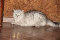 Шотландская кошка.
