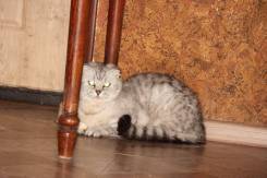 Шотландская вислоухая кошка.