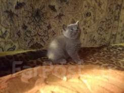 Шотландская прямоухая кошка.