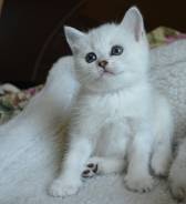 Британская кошка.
