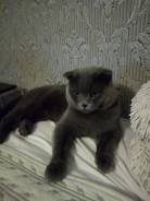 Британская кошка.