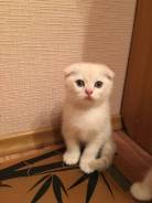 Шотландская вислоухая кошка.