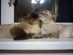 Сиамская кошка.