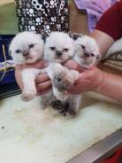 Шотландская вислоухая кошка.