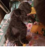 Британская кошка.