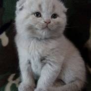 Шотландская кошка.
