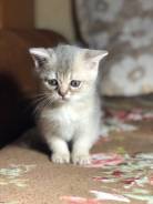 Британская кошка.