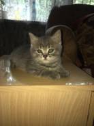 Британская кошка.