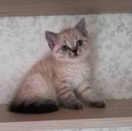 Британская кошка.