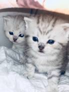 Британская кошка.