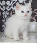 Британская кошка.