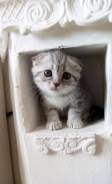 Шотландская вислоухая кошка.