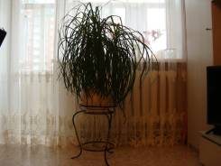 Нолина.
