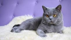 Британская кошка.