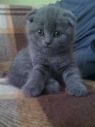 Шотландская вислоухая кошка.