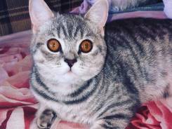 Британская кошка.