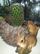 Кактус.