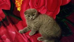 Шотландская кошка.