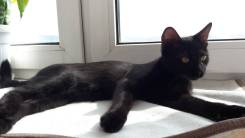 Отдам котенка