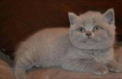 Британская кошка.