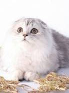 Шотландская вислоухая кошка.