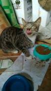 Отдадим котенка