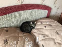 Кошки.