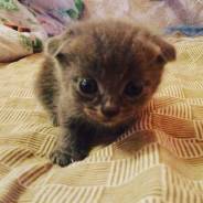 Шотландская вислоухая кошка.