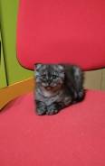 Шотландская вислоухая кошка.