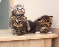 Шотландская вислоухая кошка.