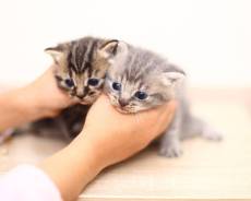 Шотландская прямоухая кошка.