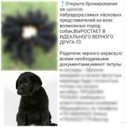 Лабрадор ретривер. Под заказ
